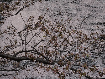 f:id:seasonsgreetings:20210323021903j:plain