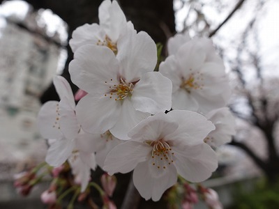 f:id:seasonsgreetings:20210323021906j:plain