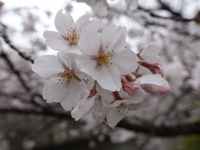 f:id:seasonsgreetings:20210323021916j:plain