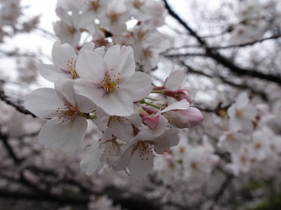 f:id:seasonsgreetings:20210323021919j:plain
