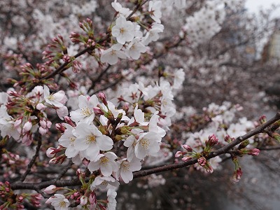 f:id:seasonsgreetings:20210323021922j:plain
