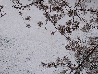f:id:seasonsgreetings:20210323021931j:plain