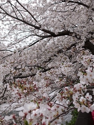 f:id:seasonsgreetings:20210323021944j:plain
