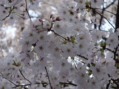 f:id:seasonsgreetings:20210328001718j:plain