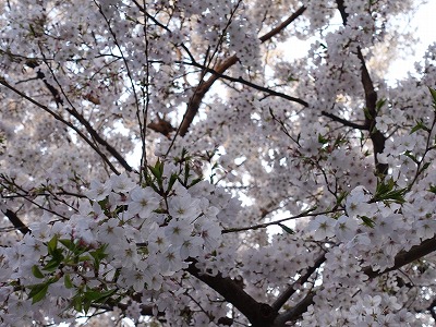 f:id:seasonsgreetings:20210328001721j:plain
