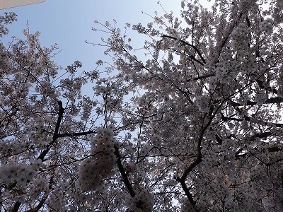 f:id:seasonsgreetings:20210328001727j:plain