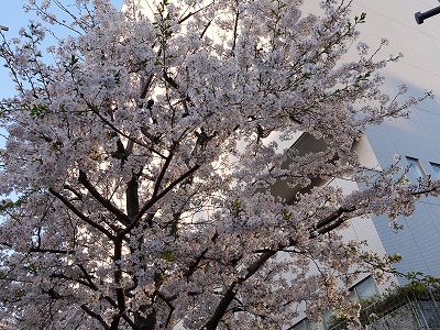 f:id:seasonsgreetings:20210328001730j:plain