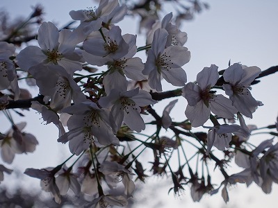 f:id:seasonsgreetings:20210328001808j:plain