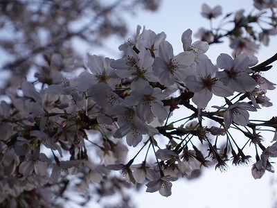 f:id:seasonsgreetings:20210328001813j:plain