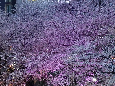 f:id:seasonsgreetings:20210328001845j:plain