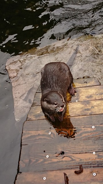 f:id:seattlelifelog:20200305082528j:image f:id:seattlelifelog:20200305082528j:image