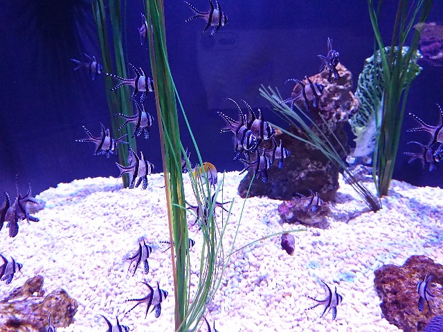 シアトル水族館 Seattle Aquarium に行ってきた 駐夫 シアトルの海外生活