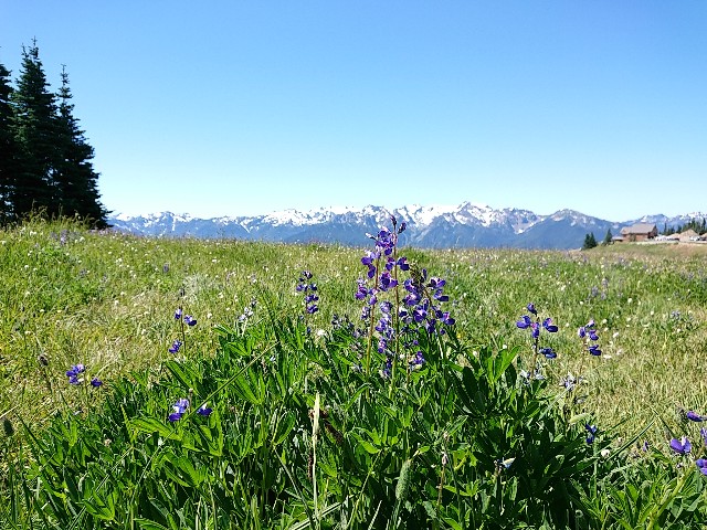 f:id:seattlelifelog:20200801115159j:image f:id:seattlelifelog:20200801115159j:image