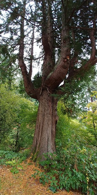 f:id:seattlelifelog:20201029015225j:image