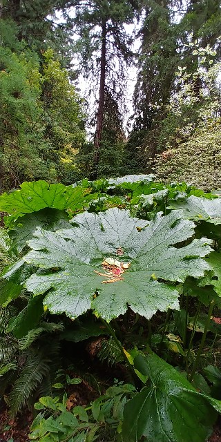 f:id:seattlelifelog:20201029015247j:image