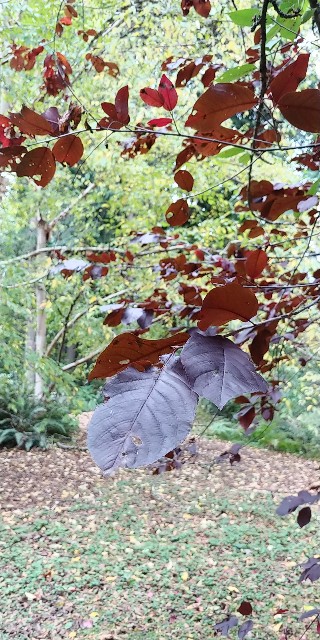f:id:seattlelifelog:20201029015313j:image
