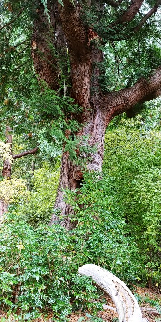 f:id:seattlelifelog:20201029015418j:image