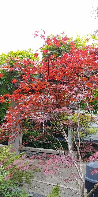 f:id:seattlelifelog:20201029015443j:image