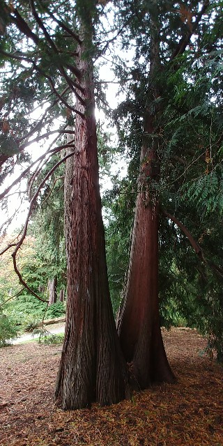 f:id:seattlelifelog:20201029015456j:image
