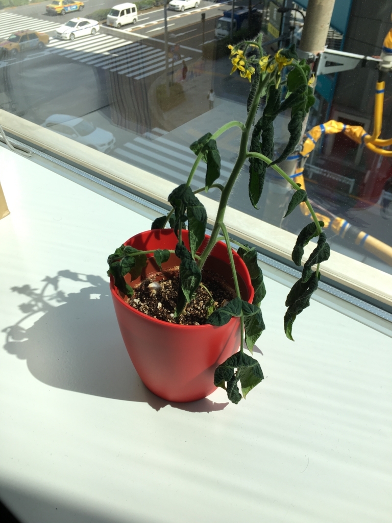 f:id:seattleservice:20170508085511j:plain f:id:seattleservice:20170508085511j:plain