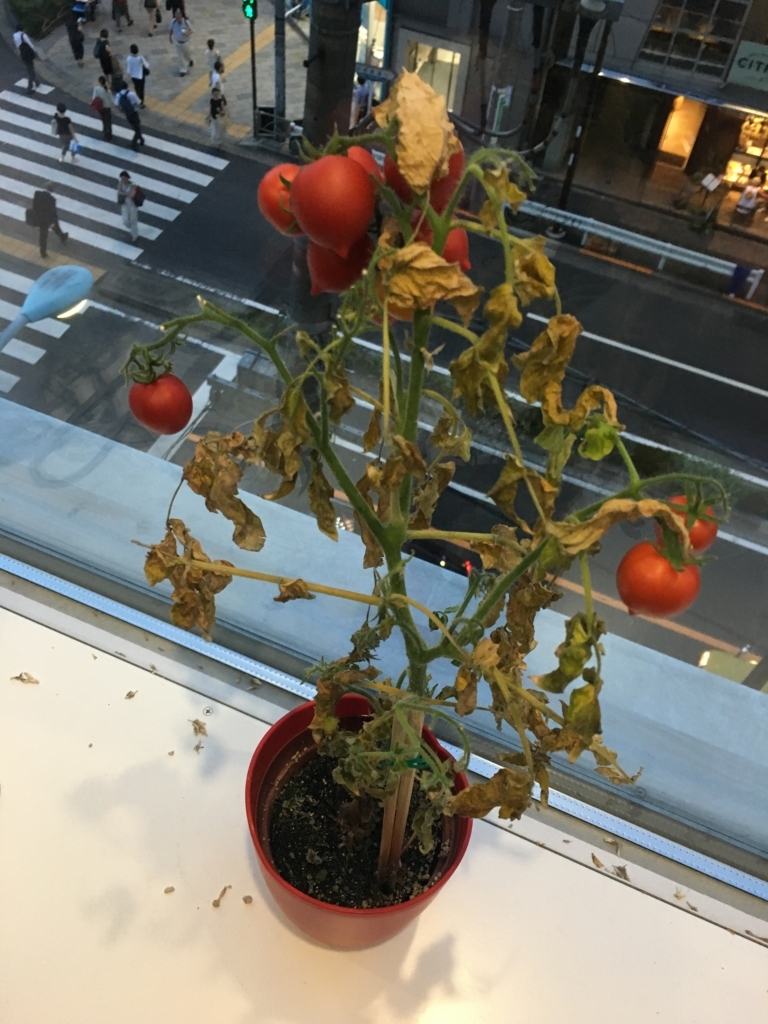 f:id:seattleservice:20170721185659j:plain f:id:seattleservice:20170721185659j:plain