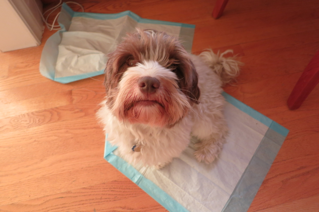 犬用トイレシートはcostco製品が質もいいし値段もいい スロスのシンプルダイアリー