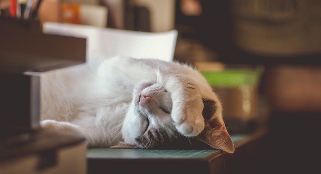 f:id:second_burnout:20210310184152j:plain