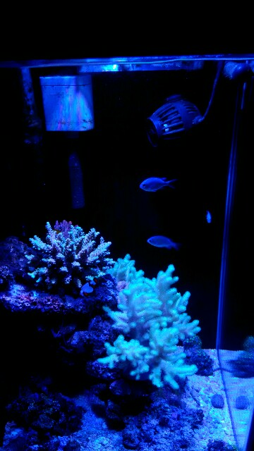 f:id:seed-352r:20190408223524j:image