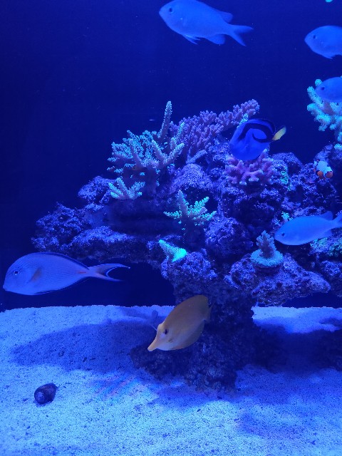 f:id:seed-352r:20200209102241j:image