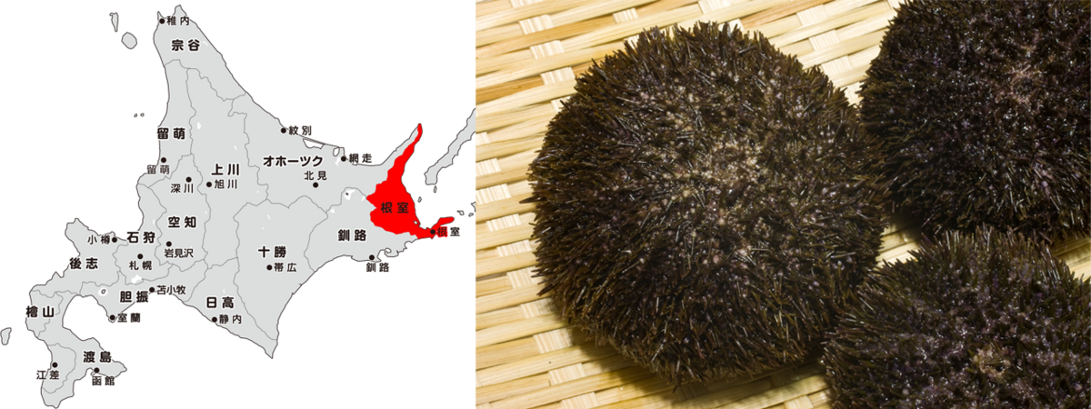 ウニの味と種類 - seegeのまとめサイト