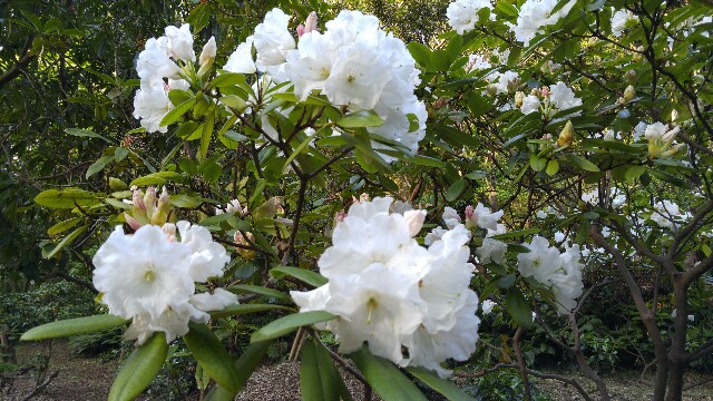 f:id:sefish:20160503191250j:image f:id:sefish:20160503191250j:image