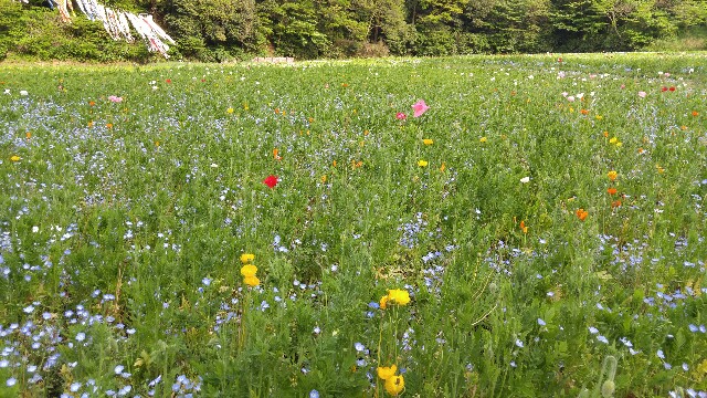 f:id:sefish:20160504092953j:image f:id:sefish:20160504092953j:image