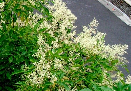 f:id:segawabiki:20090712225943j:image