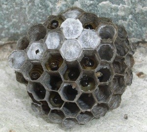 f:id:segawabiki:20090712230038j:image