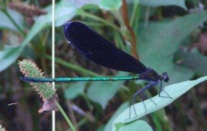 f:id:segawabiki:20090712230307j:image