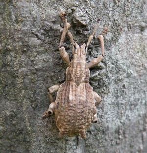 f:id:segawabiki:20090801233044j:image