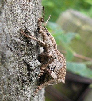 f:id:segawabiki:20090801233045j:image