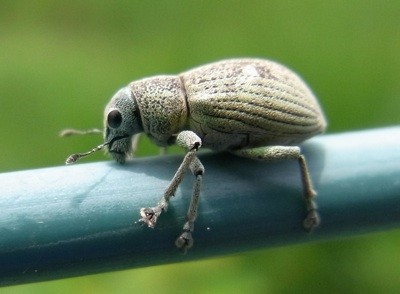 f:id:segawabiki:20100522214820j:image