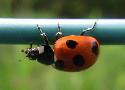 f:id:segawabiki:20100522214912j:image