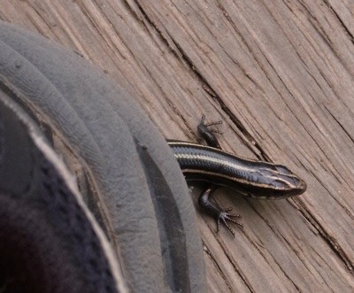 f:id:segawabiki:20100522215024j:image