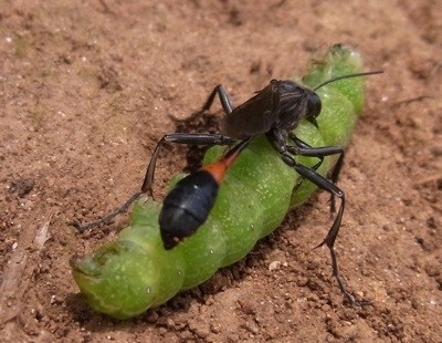 f:id:segawabiki:20100522215206j:image