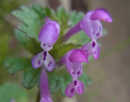 f:id:segawabiki:20120422221501j:image