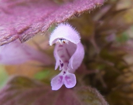 f:id:segawabiki:20120422221506j:image