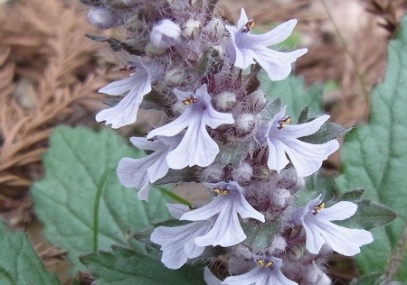 f:id:segawabiki:20120422221508j:image