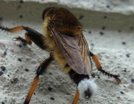 f:id:segawabiki:20130623214933j:image