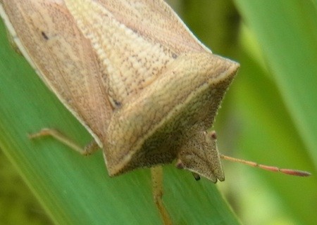 f:id:segawabiki:20130623214935j:image