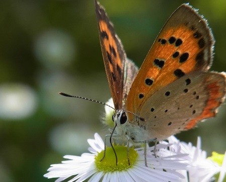 f:id:segawabiki:20130623214937j:image