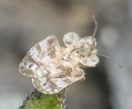 f:id:segawabiki:20130630173955j:image