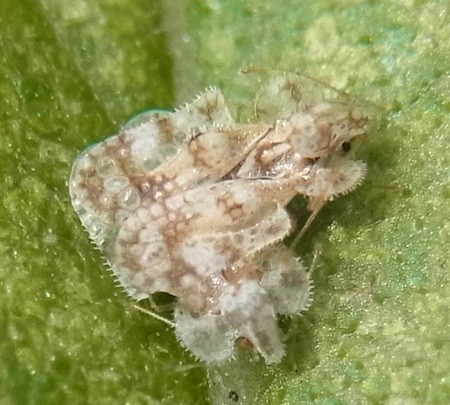 f:id:segawabiki:20130630174013j:image