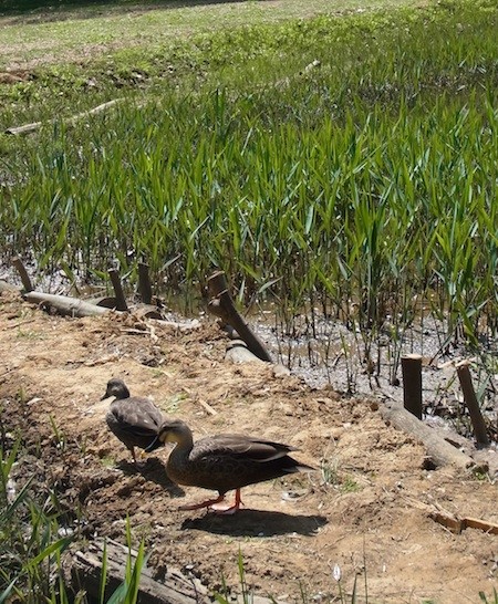 f:id:segawabiki:20140412231646j:image